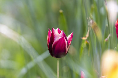 Close-up of pink tulip