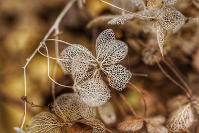 Close-up of dry plant