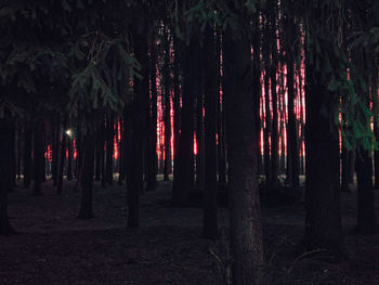 Panoramic view of trees on field at night