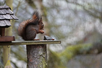 Close-up of monkey on tree