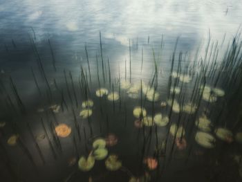 Close-up of plants growing in lake