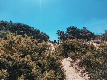 Scenic view of trees against clear sky