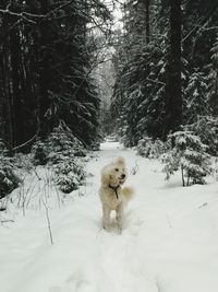 Dog in forest during winter