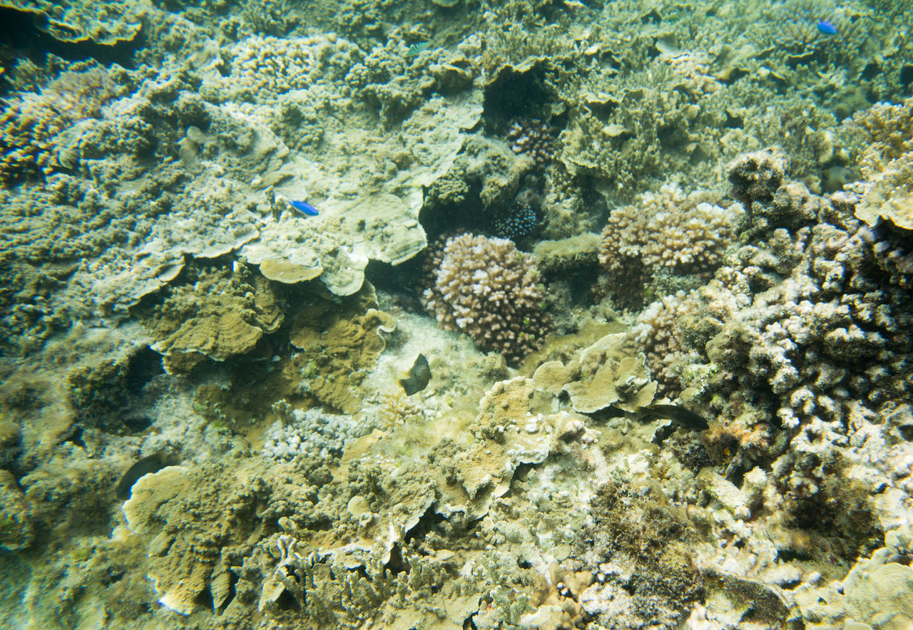 CLOSE-UP OF FISH UNDERWATER