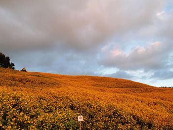 Scenic view of field against sky