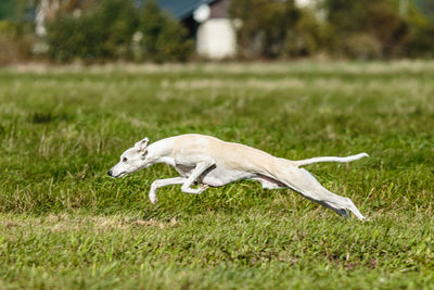 Whippet sprinter dog running and chasing lure on the field