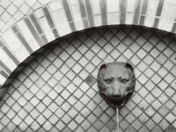 Portrait of dog in cage