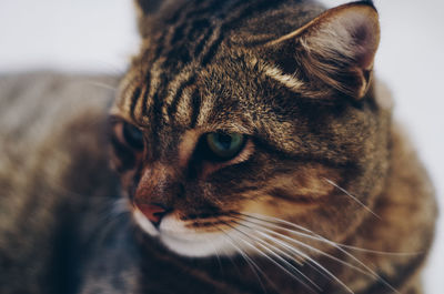 Close-up of a cat looking away