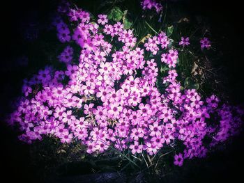 Close-up of pink flowers