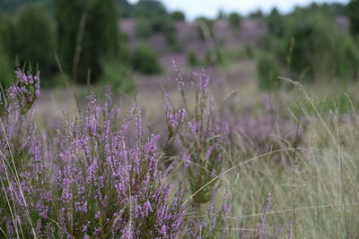 Purple flowering plants on field