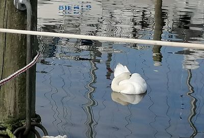 High angle view of swan swimming in lake