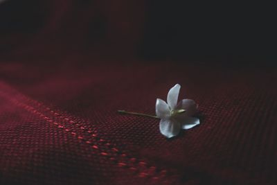 Close-up of flower on fabric