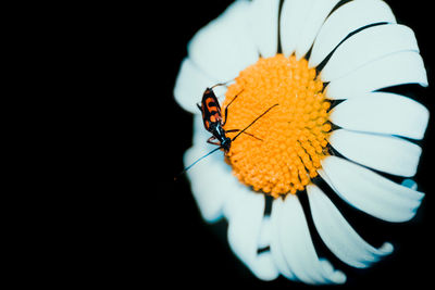 Close-up of butterfly pollinating on flower