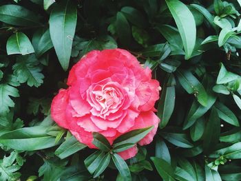 Close-up of pink rose