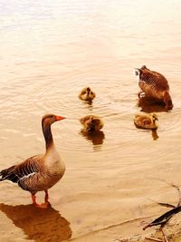 High angle view of ducks swimming in lake