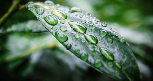 Close-up of wet leaf