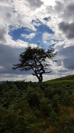 Tree on field against sky