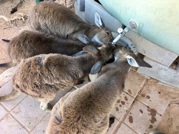 High angle view of a sheep