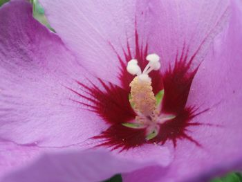 Close-up of fresh pink hibiscus blooming outdoors