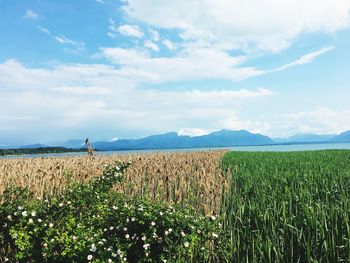 Scenic view of field against sky