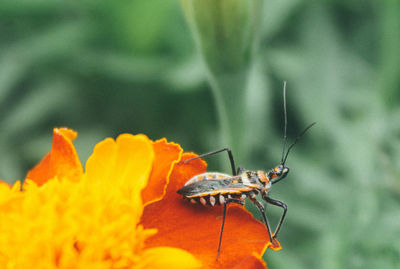 Close-up of insect on flower