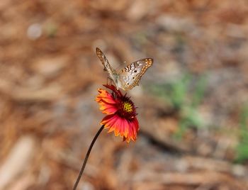 Close-up of butterfly pollinating flower