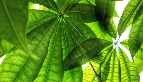 Close-up of green leaves