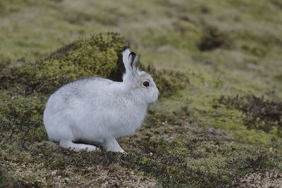 Mountain hare in the cairngorms, scotland