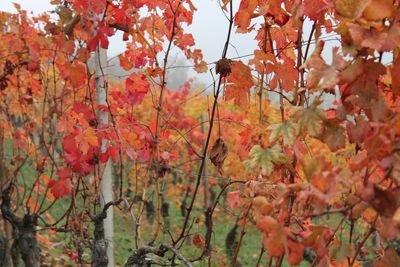 Close-up of maple tree during autumn