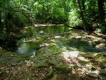 Scenic view of river flowing in forest