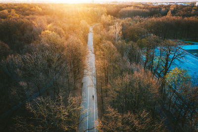 High angle view of trees in forest