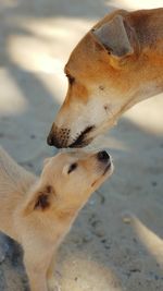 Close-up of dog and puppy on land