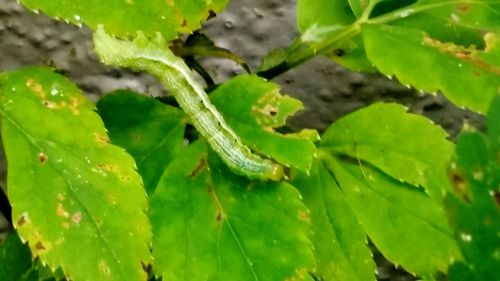 Close-up of insect on leaves