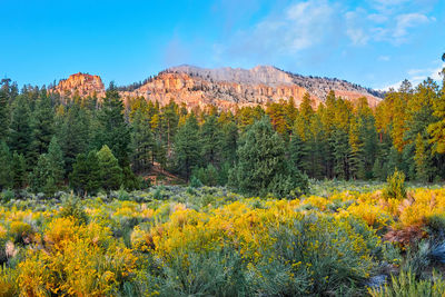 Scenic view of yellow flowers against sky