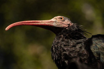 Close-up of a bird