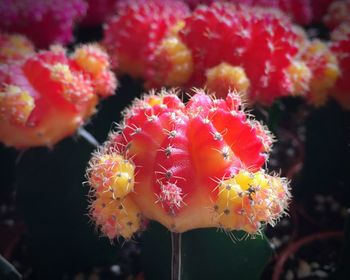 Close-up of flowers blooming outdoors