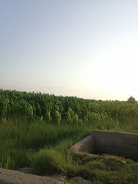 Scenic view of field against clear sky