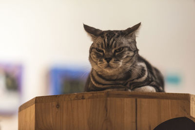 Close-up of cat sitting on table