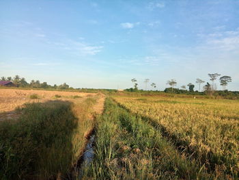 Scenic view of agricultural field against sky