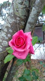 Close-up of pink rose blooming outdoors