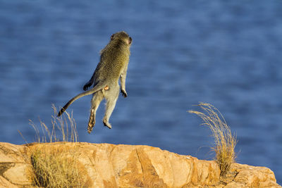 Side view of bird on rock by sea