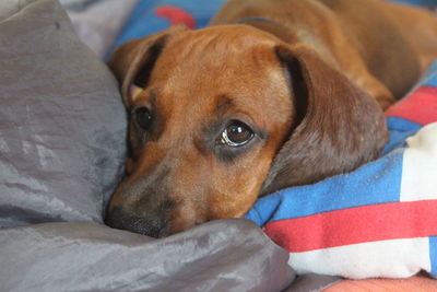 Close-up of dog resting