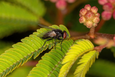 Close-up of insect on flower