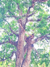 Low angle view of tree in forest