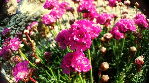 Close-up of pink flowers blooming outdoors