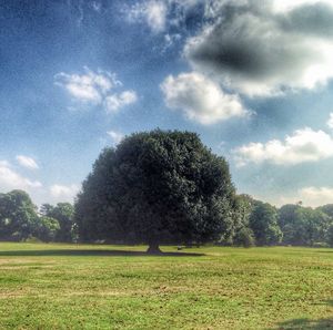 Trees on grassy field against cloudy sky