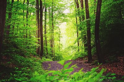 Trees in forest