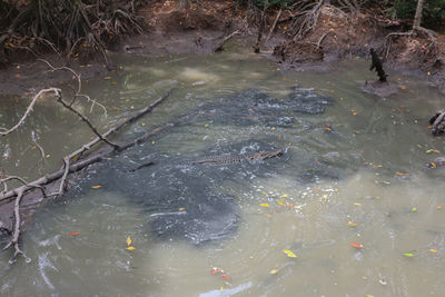 High angle view of fish swimming in lake