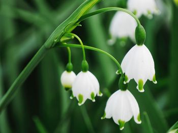 Close-up of white flowers blooming outdoors