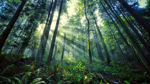 Low angle view of sunlight streaming through trees in forest